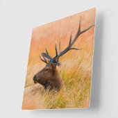 Elk (Cervus Elephus) die in weide gras rust Vierkante Klok (Hoek)