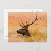 Elk (Cervus Elephus) Resting In Meadow Grass Briefkaart (Voorkant / Achterkant)
