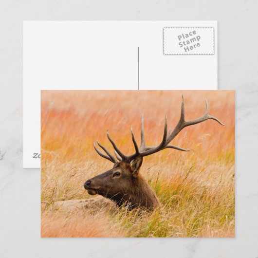Elk (Cervus Elephus) Resting In Meadow Grass Briefkaart (Voorkant / Achterkant)