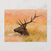 Elk (Cervus Elephus) Resting In Meadow Grass Briefkaart (Voorkant)
