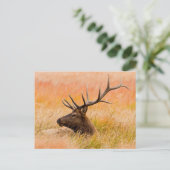 Elk (Cervus Elephus) Resting In Meadow Grass Briefkaart (Staand voorkant)