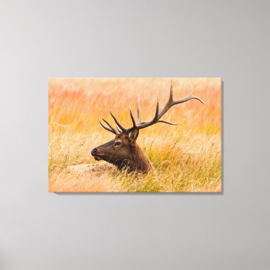 Elk (Cervus Elephus) Resting In Meadow Grass Canvas Afdruk (Voorkant)