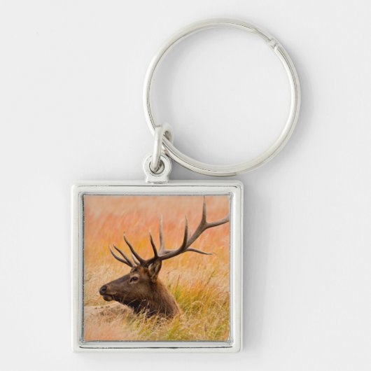 Elk (Cervus Elephus) Resting In Meadow Grass Sleutelhanger (Voorkant)