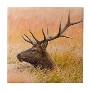 Elk (Cervus Elephus) Resting In Meadow Grass Tegeltje