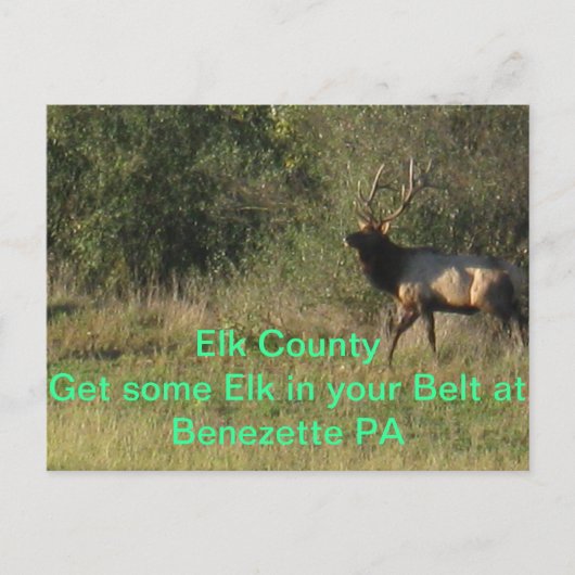 Elk County Benezette PA Briefkaart (Voorkant)