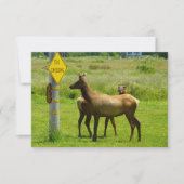 Elk Crossing California Wildlife Fotografie (Voorkant)