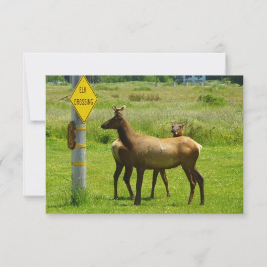 Elk Crossing California Wildlife Fotografie (Voorkant)