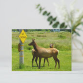 Elk Crossing California Wildlife Fotografie (Staand voorkant)