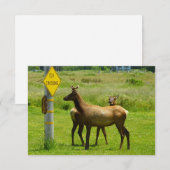 Elk Crossing California Wildlife Fotografie (Voorkant / Achterkant)
