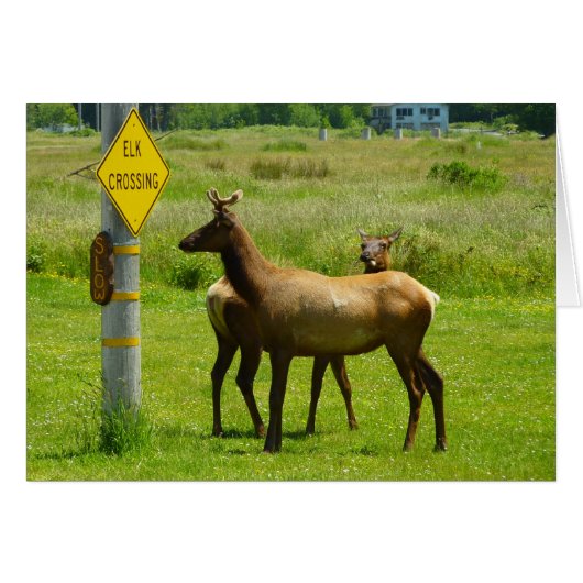 Elk Crossing California Wildlife Fotografie (Voorkant Horizontaal)