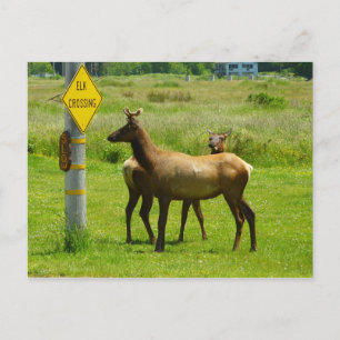 Elk Crossing California Wildlife Fotografie Briefkaart
