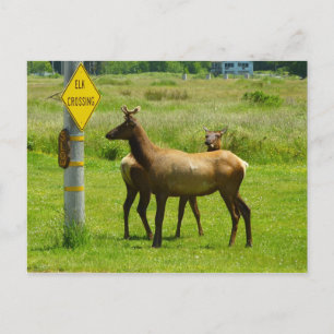 Elk Crossing California Wildlife Fotografie Briefkaart