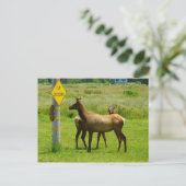 Elk Crossing California Wildlife Fotografie Briefkaart (Staand voorkant)