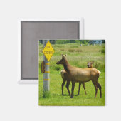 Elk Crossing California Wildlife Fotografie Magneet (Voorkant / Achterkant)