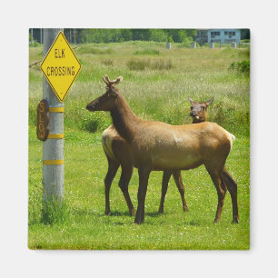 Elk Crossing California Wildlife Fotografie Magneet