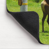 Elk Crossing California Wildlife Fotografie Muismat (Hoek)