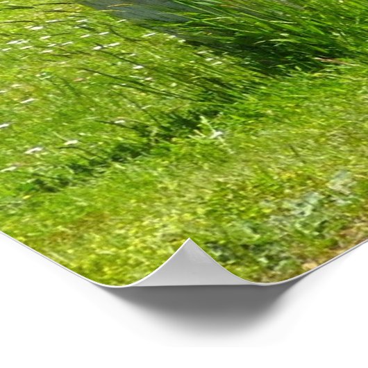 Elk Crossing California Wildlife Fotografie Poster (Hoek)