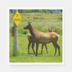 Elk Crossing California Wildlife Fotografie Servet