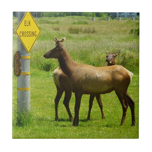 Elk Crossing California Wildlife Fotografie Tegeltje (Voorkant)