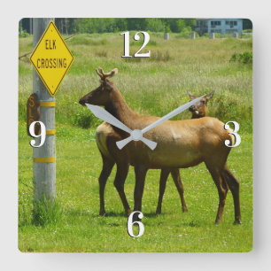 Elk Crossing California Wildlife Fotografie Vierkante Klok