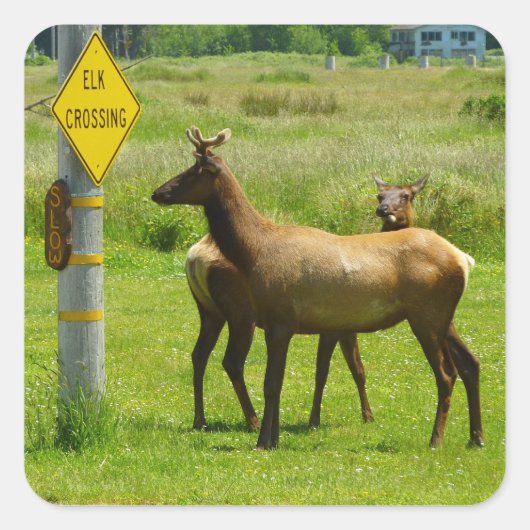 Elk Crossing California Wildlife Fotografie Vierkante Sticker (Voorkant)