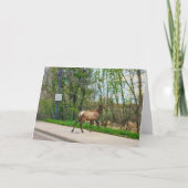 Elk Crossing Street Kaart (Voorkant)
