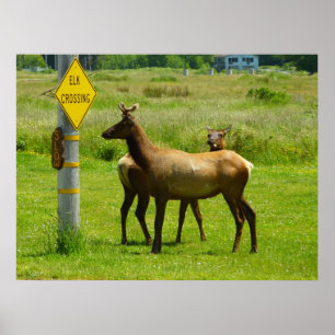 Elk die de weg oversteken Californië Wildlife Foto Poster