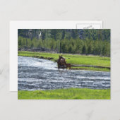 Elk en Baby in de rivier Briefkaart (Voorkant / Achterkant)