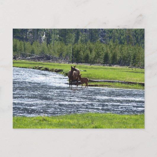 Elk en Baby in de rivier Briefkaart (Voorkant)
