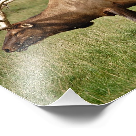 Elk Foto Afdruk (Hoek)