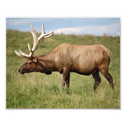 Elk Foto Afdruk (Voorkant)