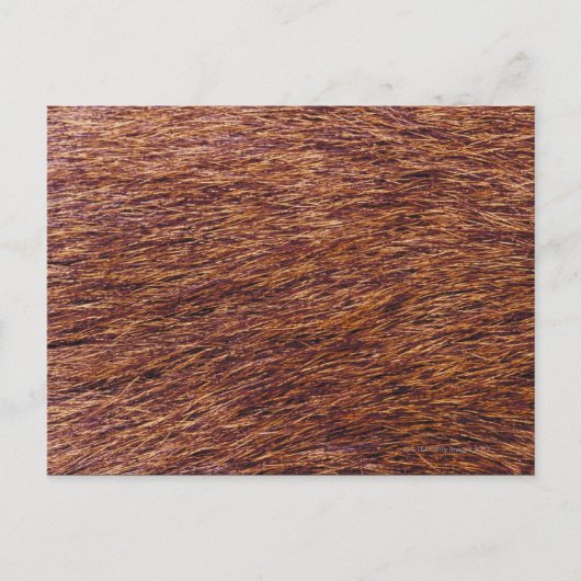 Elk fur briefkaart (Voorkant)