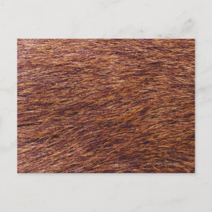 Elk fur briefkaart