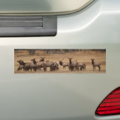 Elk Herd Background Bumpersticker (Op auto)
