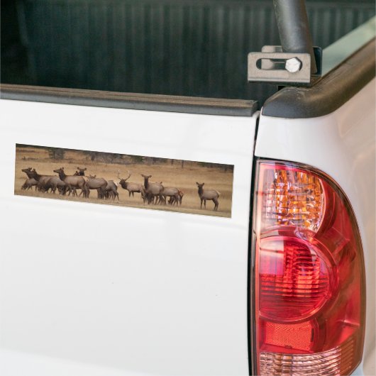 Elk Herd Background Bumpersticker (Op Truck)