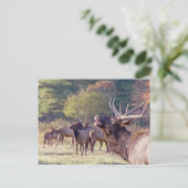 Elk Herd Briefkaart (Staand voorkant)