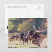 Elk Herd Briefkaart (Voorkant / Achterkant)