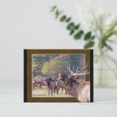 Elk Herd Briefkaart 2 (Staand voorkant)