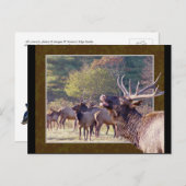 Elk Herd Briefkaart 2 (Voorkant / Achterkant)