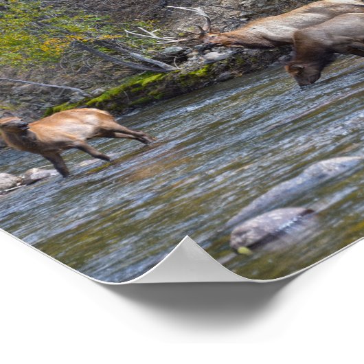 Elk Herd in de Big Thompson Poster (Hoek)