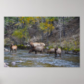 Elk Herd in de Big Thompson Poster (Voorkant)