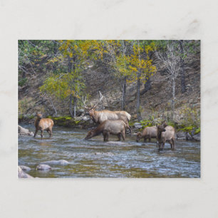 Elk Herd in The Big Thompson, Colorado Briefkaart
