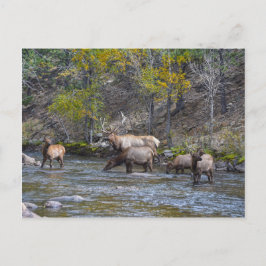 Elk Herd in The Big Thompson, Colorado Briefkaart