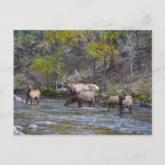 Elk Herd in The Big Thompson, Colorado Briefkaart (Voorkant)