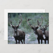Elk Herd | Mt. Baring, Washington Briefkaart (Voorkant / Achterkant)