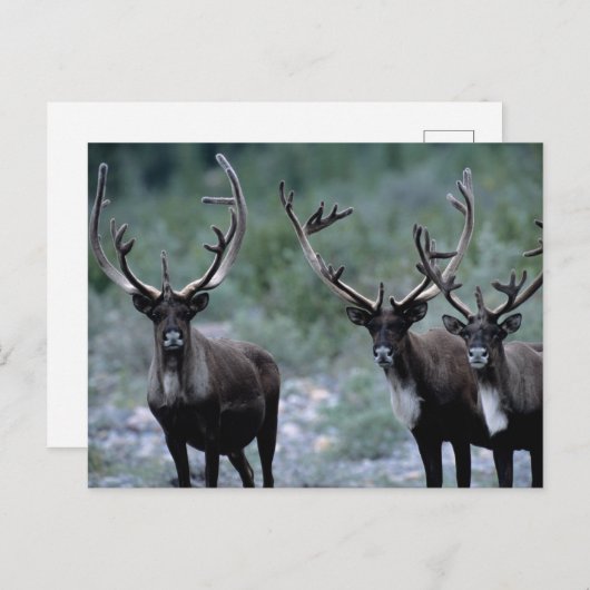 Elk Herd | Mt. Baring, Washington Briefkaart (Voorkant / Achterkant)