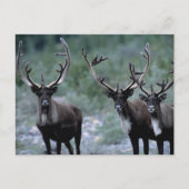 Elk Herd | Mt. Baring, Washington Briefkaart (Voorkant)