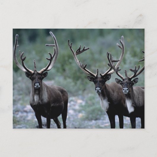 Elk Herd | Mt. Baring, Washington Briefkaart (Voorkant)