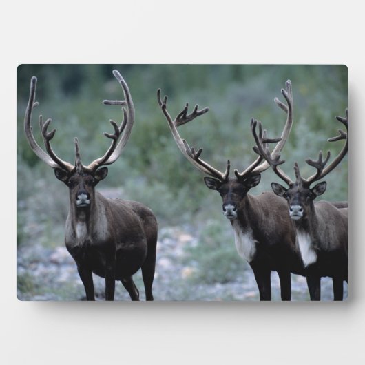 Elk Herd | Mt. Baring, Washington Fotoplaat (voorkant)