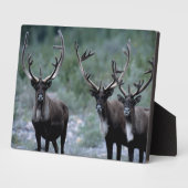 Elk Herd | Mt. Baring, Washington Fotoplaat (Zijkant)